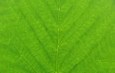 Image showing green leaf macro