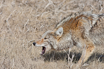 Image showing Snarling Coyote