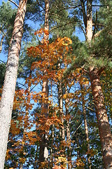 Image showing Autumn colours