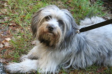 Image showing Dog laying down