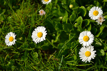 Image showing Closeup of sun flowers like daisy. Romantic lovely 