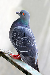 Image showing One grey pigeon 