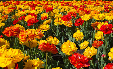 Image showing Field of tulips