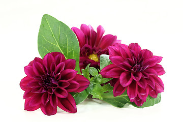 Image showing dahlia