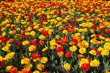 Image showing Field of tulips