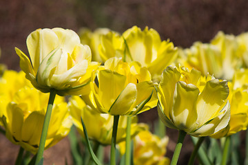 Image showing Flower in bloom