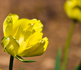 Image showing Flower in bloom