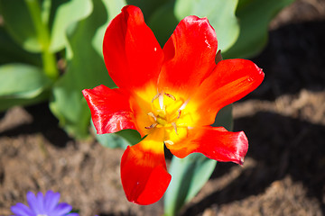 Image showing Flower in bloom