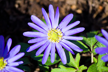 Image showing Flower in bloom