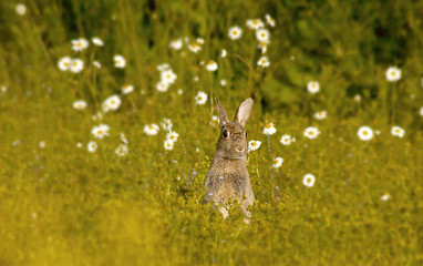 Image showing Wild Rabbit