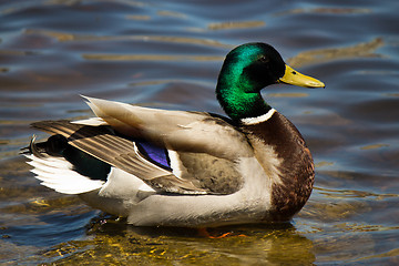 Image showing Male Mallard Duck