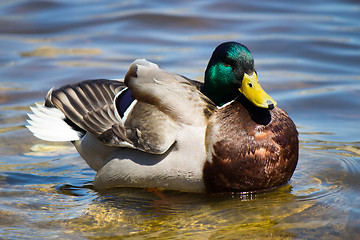 Image showing Male Mallard Duck
