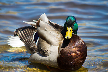 Image showing Male Mallard Duck