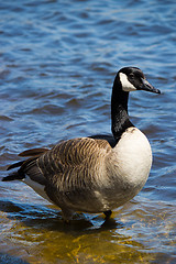 Image showing Canadian goose  