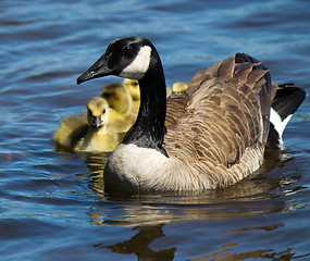 Image showing Canadian goose swimming with their young.