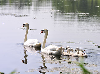 Image showing Swan Family