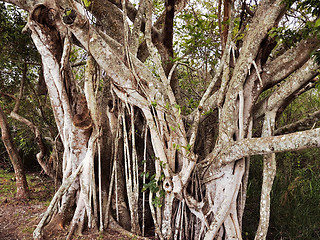 Image showing Tropical Tree