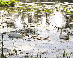 Image showing Swan Family