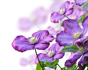 Image showing Clematis Flowers