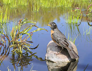 Image showing American Robin