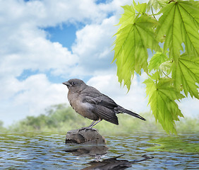 Image showing Young Blackbird