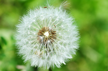 Image showing Dandelion