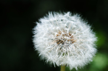 Image showing Dandelion