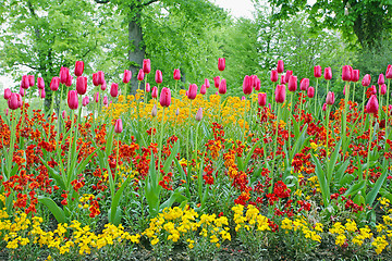 Image showing A closeup of tulips, blooming in a garden. Colorful flowers 