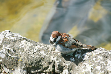 Image showing small song thrush in rock at day 