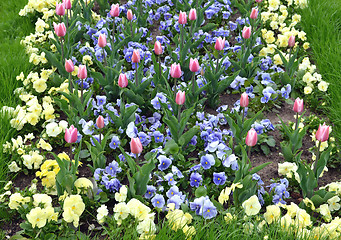 Image showing Park flower garden. multi-colored pansy and tulips 