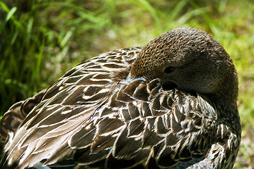 Image showing Duck