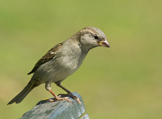 Image showing House sparrow