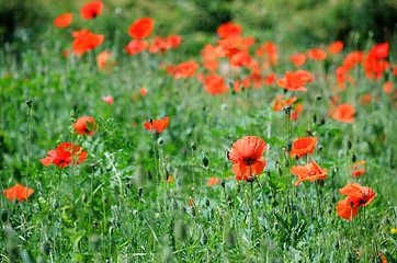 Image showing Poppies