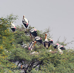 Image showing treetop and storks