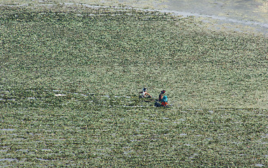 Image showing wet field and farmers