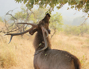 Image showing deer in India