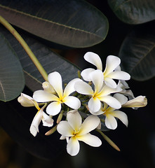 Image showing white flower detail