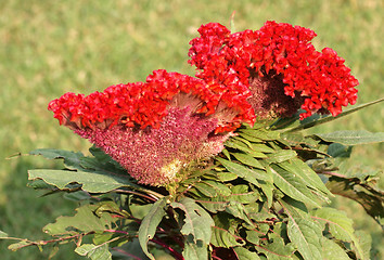 Image showing Celosia flower in India