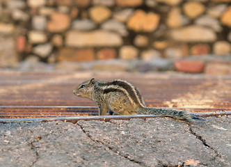 Image showing Chipmunk