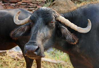 Image showing cattle in India