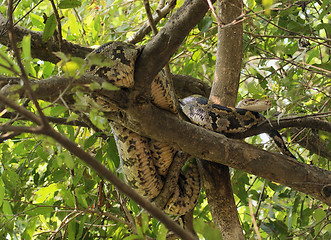 Image showing indian python