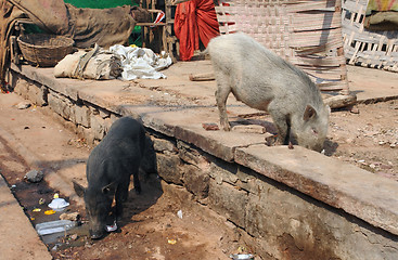 Image showing pigs in India