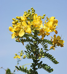 Image showing yellow flower detail