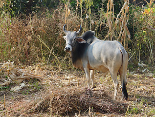 Image showing cattle in India