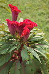 Image showing Celosia flower in India