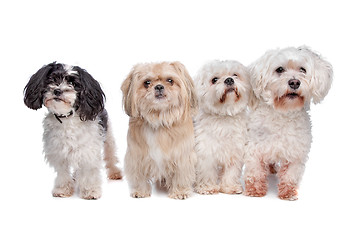 Image showing four dogs