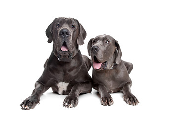 Image showing Two grey great Dane dogs