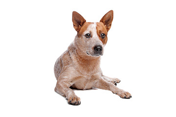 Image showing Australian Cattle Dog (red coat)