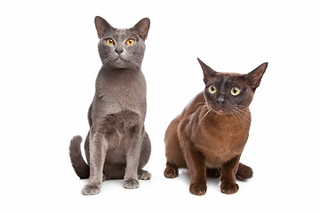 Image showing two Burmese cats