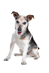 Image showing old and blind jack russel terrier